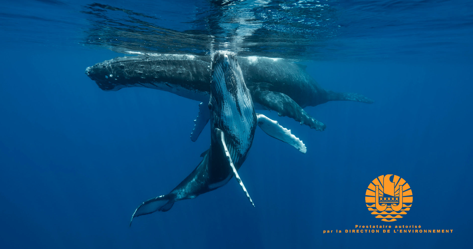 Plongée Tahiti, Sortie Baleines Tahiti Seul En Mer Sur La Presqu'île ...