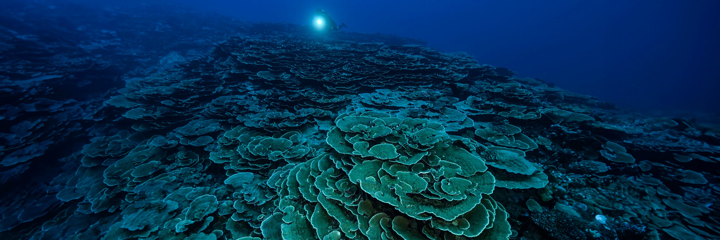 récif de corail, centre de plongée à Tahiti, mokarran diving