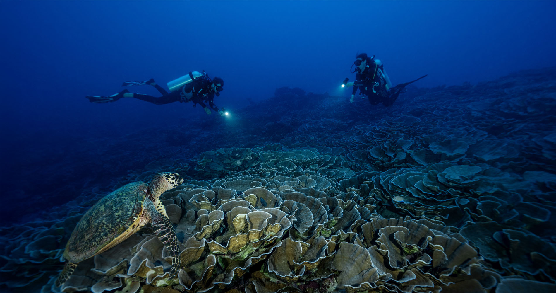 Plongeurs explorant un superbe récif corallien, accompagnés d'une tortue de mer nageant paisiblement dans les eaux claires de Tahiti