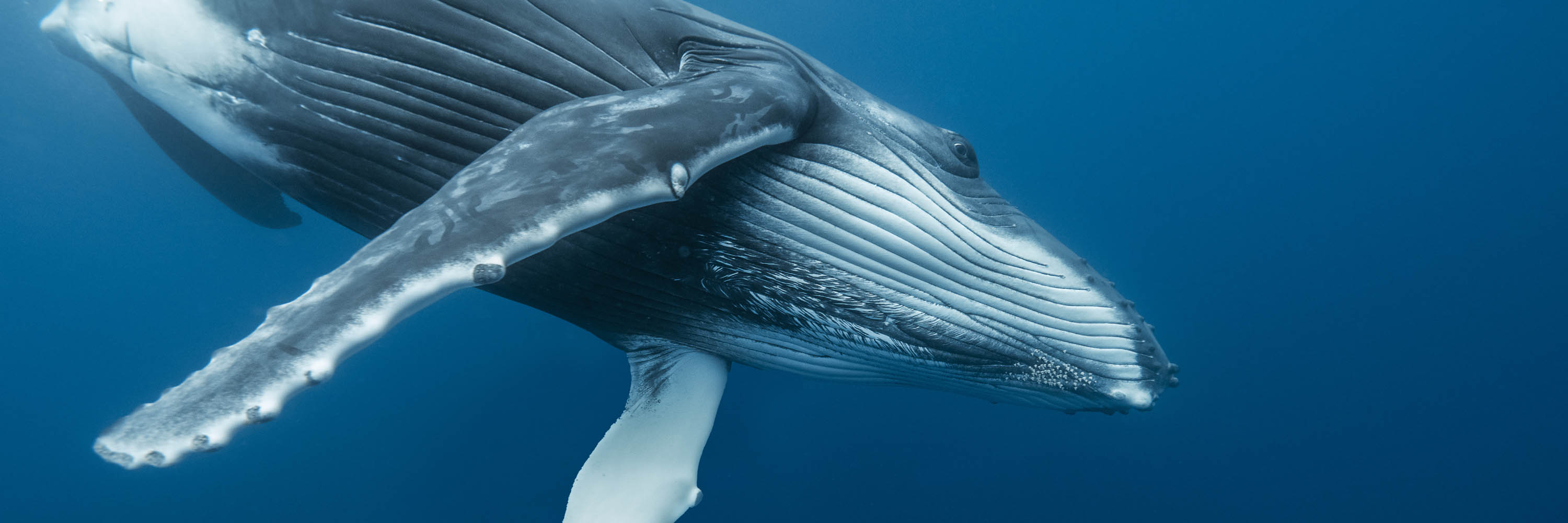 sortie baleines à Tahiti, baleines à bosse