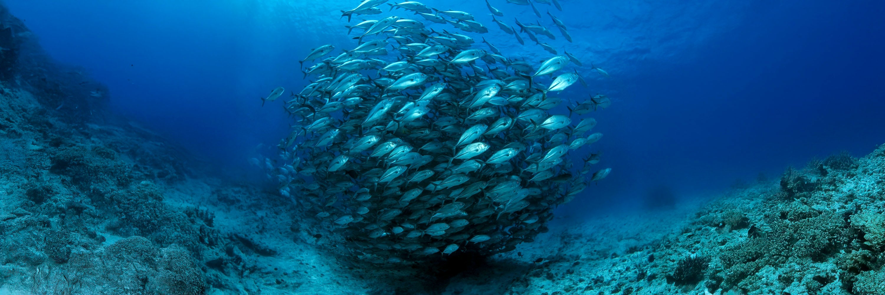 Banc de poissons formant une boule dans les eaux limpides de Tahiti